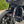 OG Indian Challenger Shorty Carbon Fiber Fender Kit